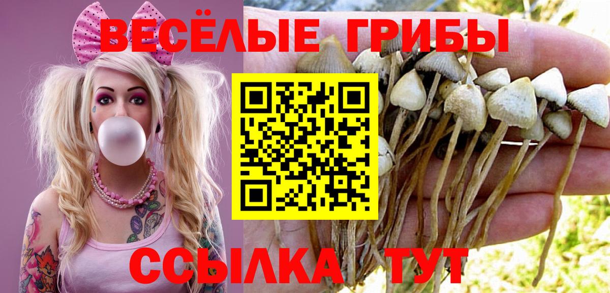 цена   Вход с VPN  Михайловск  Галлюциногенные грибы прущие грибы  Галлюциногенные грибы Psilocybine cubensis 